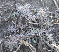 Ajuga chamaepitys