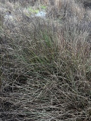 Juncus patens