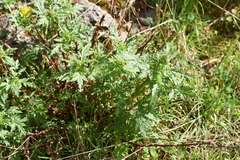Scrophularia heterophylla