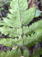 Polystichopsis chaerophylloides