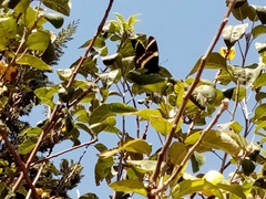 Papilio garamas garamas