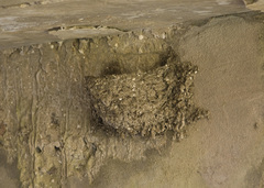 Hirundo rustica erythrogaster