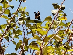 Papilio garamas garamas