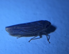 Chlorotettix necopinus