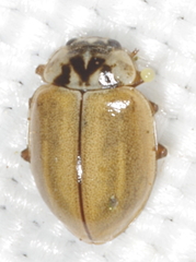 Aphidecta obliterata