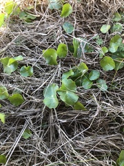 Hydrocotyle bonariensis