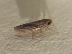 Chlorotettix necopinus