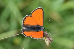 Lycaena hippothoe eurydame