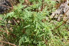 Scrophularia heterophylla