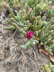 Malephora crocea