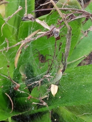 Aglaoctenus lagotis