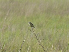 Culicivora caudacuta