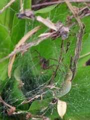 Aglaoctenus lagotis