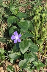 Vinca major