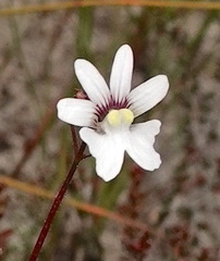 Nemesia bicornis