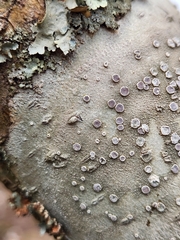 Lecanora subpallens