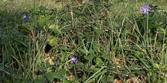 Vinca major