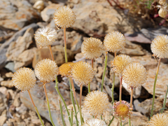 Erigeron argentatus