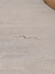 Salvadora lineata