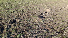 Mustela eversmanii