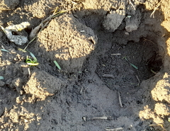 Mustela eversmanii
