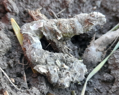 Mustela eversmanii