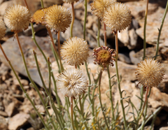 Erigeron argentatus