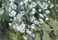 Symphyotrichum lanceolatum lanceolatum