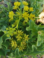 Astydamia latifolia