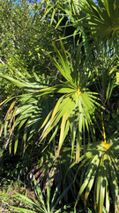 Thrinax radiata