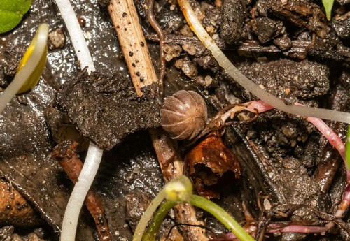 Velvety Pill Woodlouse photo 5
