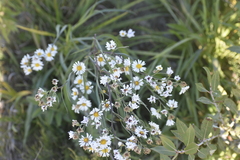 Symphyotrichum lanceolatum lanceolatum