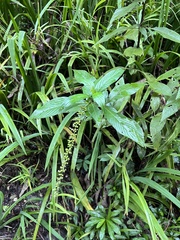 Gonzalagunia hirsuta