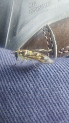 Dichelacera