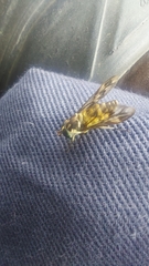 Dichelacera