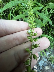 Gonzalagunia hirsuta