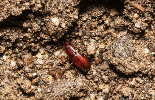 Pterostichus angustus photo 3