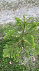 Eutacta