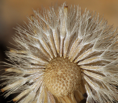 Erigeron argentatus