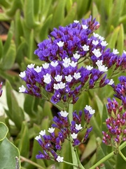 Limonium perezii