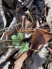 Potentilla canadensis
