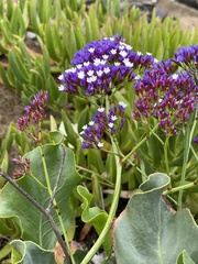 Limonium perezii