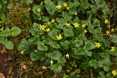 Ficaria verna chrysocephala
