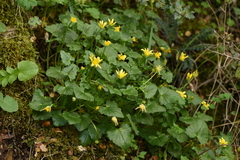 Ficaria verna chrysocephala