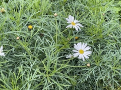 Argyranthemum frutescens