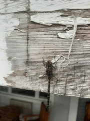 Gomphaeschna furcillata