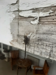 Gomphaeschna furcillata