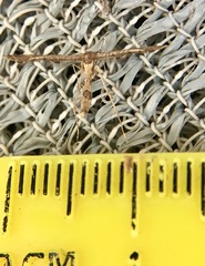 Lantanophaga pusillidactylus