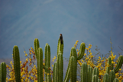 Melanerpes hypopolius