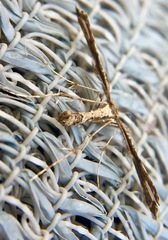 Lantanophaga pusillidactylus